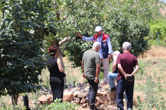 Siirt'in Pervari İlçesinde Trabzon Hurması Üretimi Yaygınlaşıyor