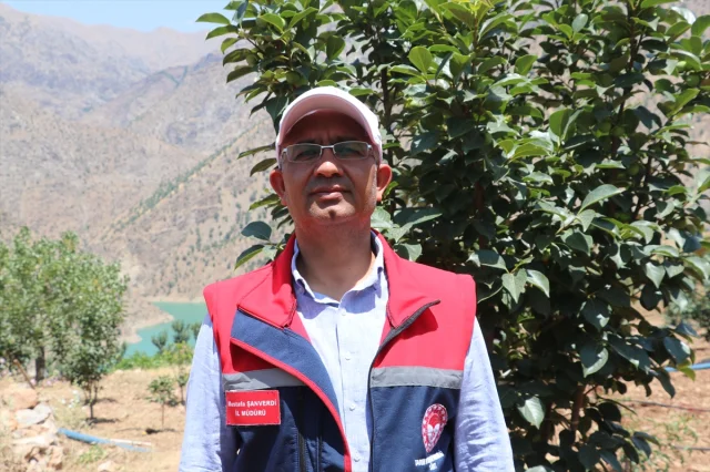 Siirt'in Pervari İlçesinde Trabzon Hurması Üretimi Yaygınlaşıyor