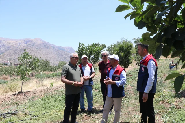 Siirt'in Pervari İlçesinde Trabzon Hurması Üretimi Yaygınlaşıyor