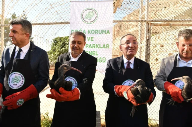 Şanlıurfa'nın Kelaynakları Göğe Kanat Açtı: 45 Kuş Doğaya Kavuşturuldu