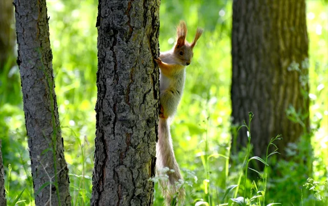 Sarıkamış'ın Doğal Cenneti Harun Hayali Millet Bahçesi'nde K...