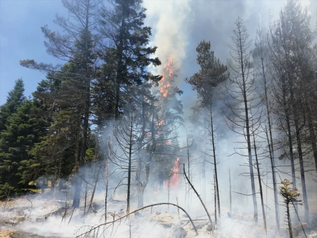 Bolu Göynük’te Orman Yangını ile Mücadele Yoğunlaştı