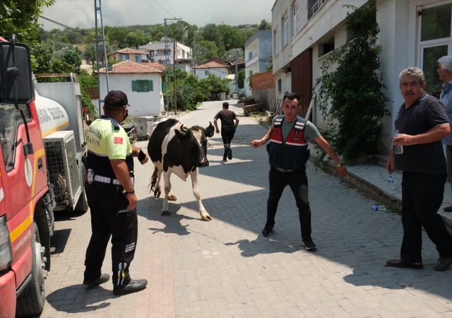 Manisa Akhisar'da Orman Yangını: Müdahale Çalışmaları Hız Kesmeden Devam Ediyor