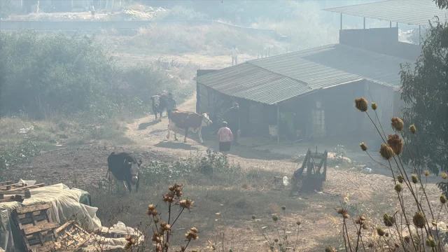 Bodrum'un Makilik Alanlarında Yangın Tehlikesi Devam Ediyor