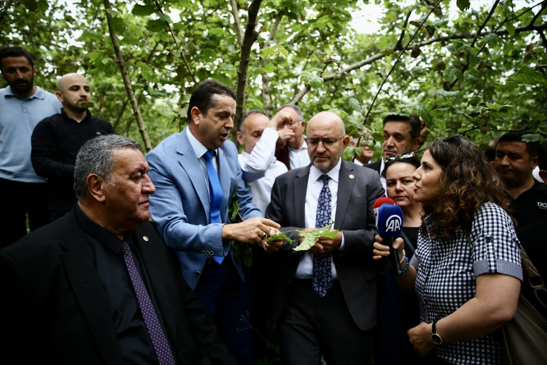 TBMM Heyeti Giresun ve Ordu'da Fındık Üretimini Tehdit Eden Zirai Dondan Bahsetti