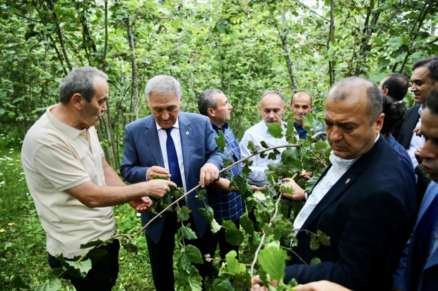 TBMM Heyeti Giresun ve Ordu'da Fındık Üretimini Tehdit Eden Zirai Dondan Bahsetti