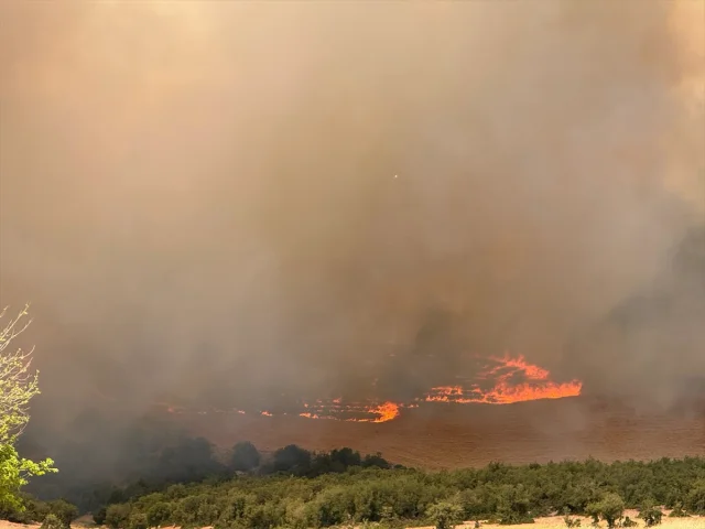 Gaziantep'te Orman Yangınına Müdahale Süreci ve Son Durum