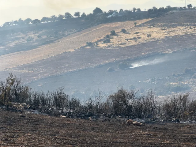 Gaziantep'te Orman Yangınına Müdahale Süreci ve Son Durum
