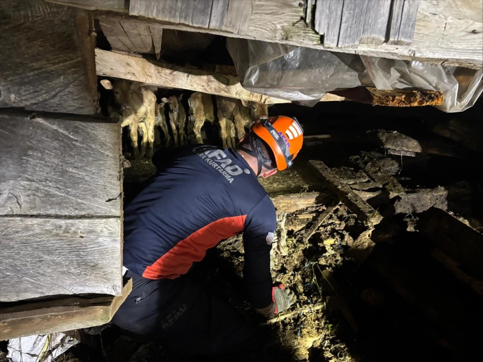 Artvin'de Çöken Ahırda 33 Büyükbaş Hayvan Başarıyla Kurtarıldı