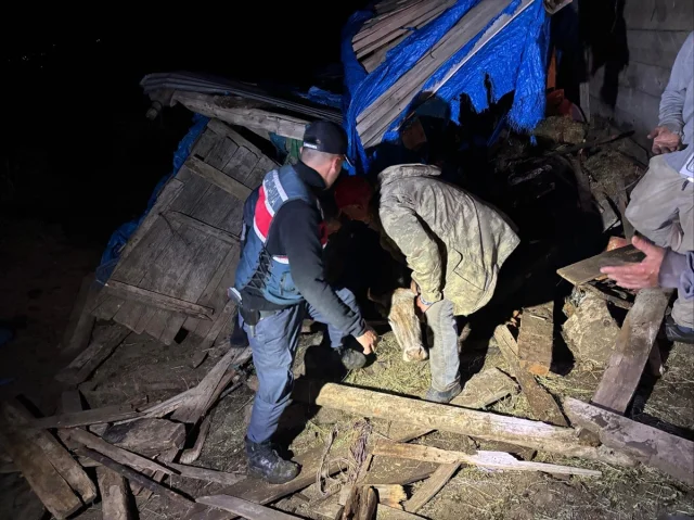 Artvin'de Çöken Ahırda 33 Büyükbaş Hayvan Başarıyla Kurtarıldı