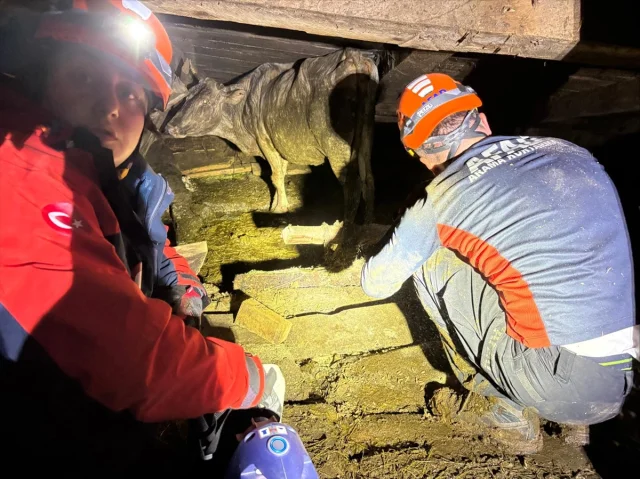 Artvin'de Çöken Ahırda 33 Büyükbaş Hayvan Başarıyla Kurtarıldı