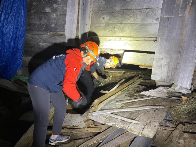 Artvin'de Çöken Ahırda 33 Büyükbaş Hayvan Başarıyla Kurtarıldı