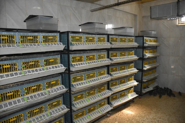 Kene ve Zararlı Böceklerle Mücadelede Kekliklerin Rolü Büyüyor