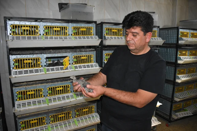 Kene ve Zararlı Böceklerle Mücadelede Kekliklerin Rolü Büyüyor
