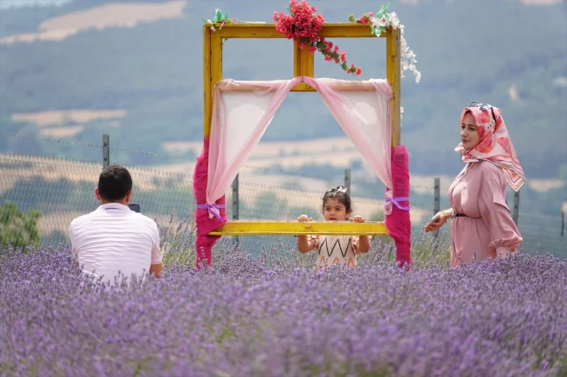 Tekirdağ'da Lavanta Tarlaları Ziyaretçileri Büyülüyor