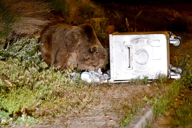 Sarıkamış Merkezli Bozayı Hareketliliği Mahalle Sakinlerini...