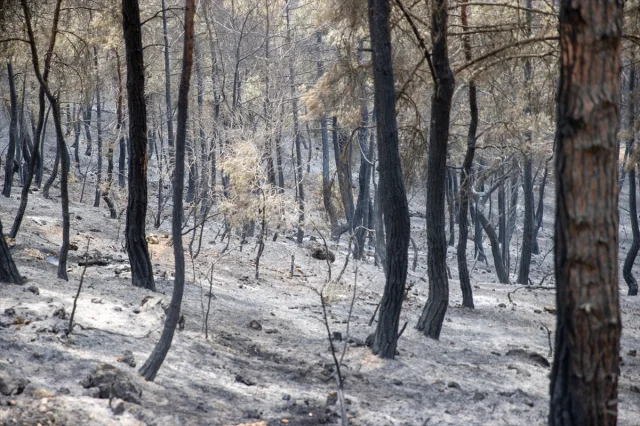 Sakarya ve Bilecik’te Orman Yangını Kontrol Altına Alınıyor