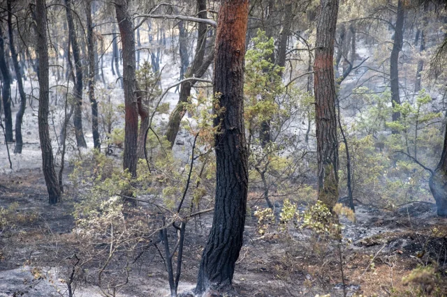 Sakarya ve Bilecik’te Orman Yangını Kontrol Altına Alınıyor