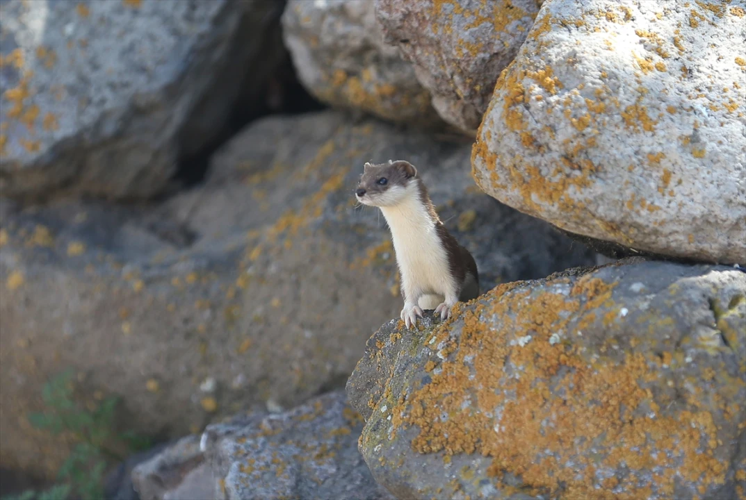 Nadir Görülen Gelincikler Kars'ın Doğasında Gözlendi