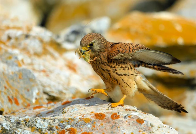 Kerkenezlerin Konya Ovasında Av Taktikleri