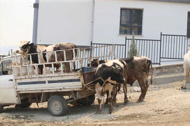 Hatay'daki Orman Yangını İle Mücadele Devam Ediyor