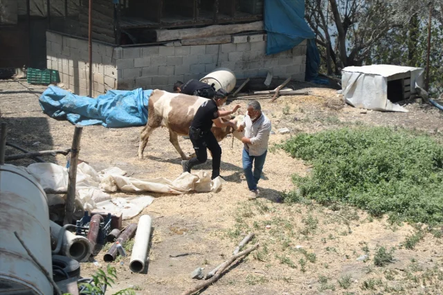 Hatay'daki Orman Yangını İle Mücadele Devam Ediyor