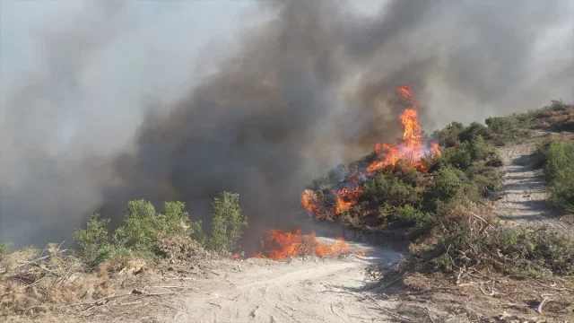 Manisa'nın Kula İlçesinde Orman Yangını Sürüyor