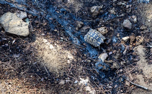 Sakarya'da Orman Yangını Sonrası Soğutma Çalışmaları Hız Kes...
