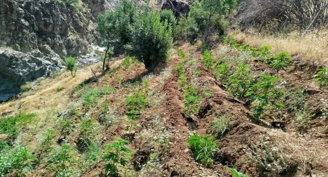 Bingöl'de Dev Operasyon: 6 Bin Kök Hint Keneviri Ele Geçiril...