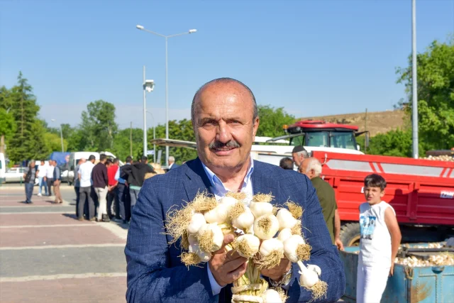 Taşköprü Sarımsağı Hem Yerel Hem Küresel Pazarların Gözdesi...