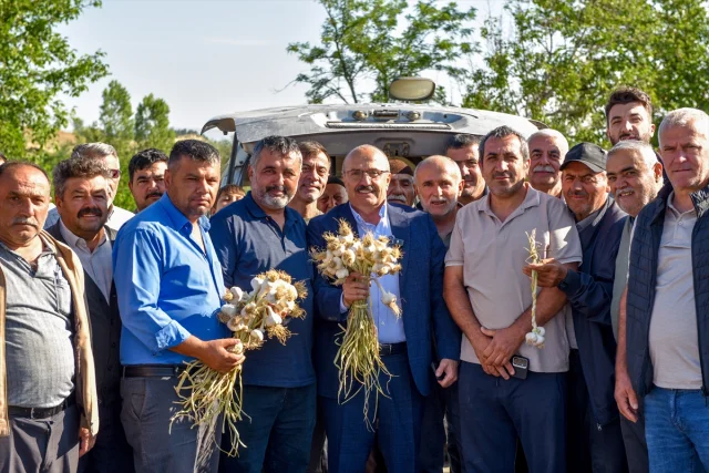 Taşköprü Sarımsağı Hem Yerel Hem Küresel Pazarların Gözdesi Olmaya Devam Ediyor