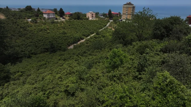 Fındık Hasadında Rekor Hedefler İçin Yoğun Hazırlık