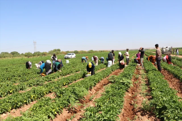Kilis'te Biber Hasadının Bereketi Ekonomiye Can Veriyor