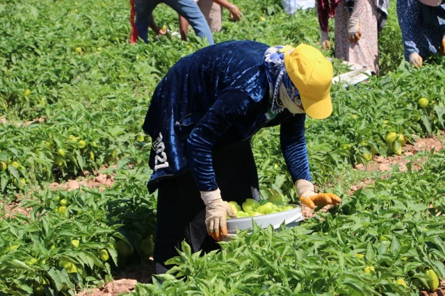 Kilis'te Biber Hasadının Bereketi Ekonomiye Can Veriyor