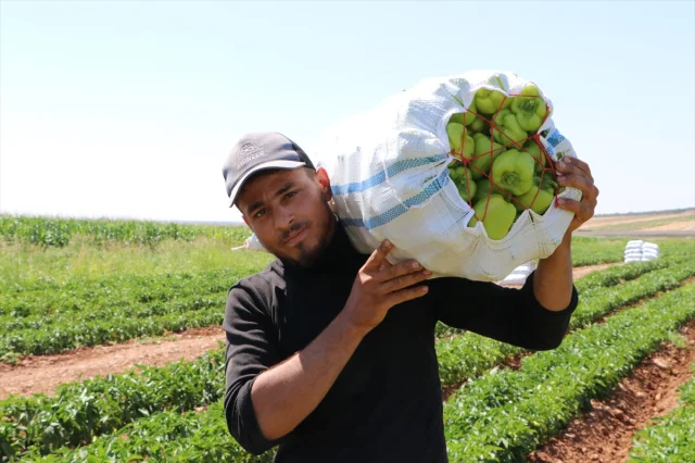 Kilis'te Biber Hasadının Bereketi Ekonomiye Can Veriyor