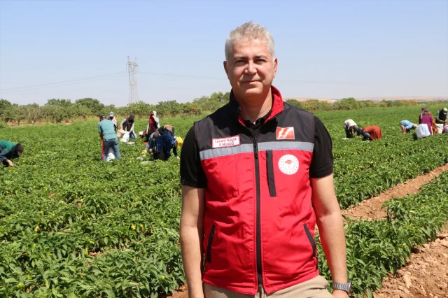 Kilis'te Biber Hasadının Bereketi Ekonomiye Can Veriyor