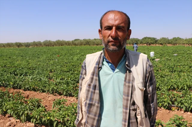 Kilis'te Biber Hasadının Bereketi Ekonomiye Can Veriyor