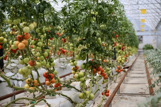 Kocaeli'de Yağmur Suyu ve Volkanik Cürufla Yetiştirilen Ürün...