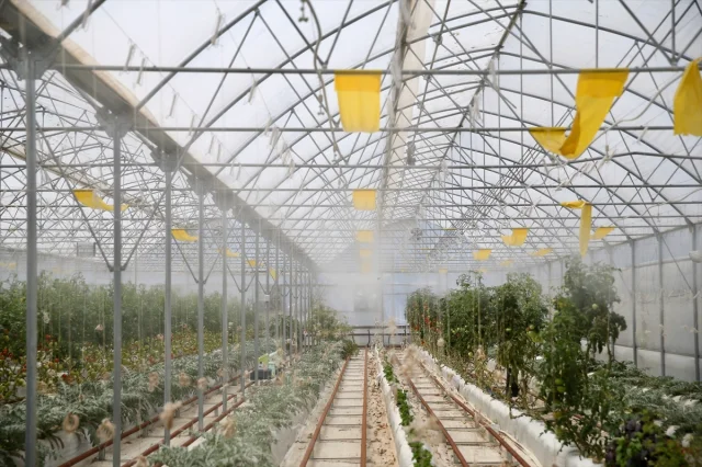 Kocaeli'de Yağmur Suyu ve Volkanik Cürufla Yetiştirilen Ürünler