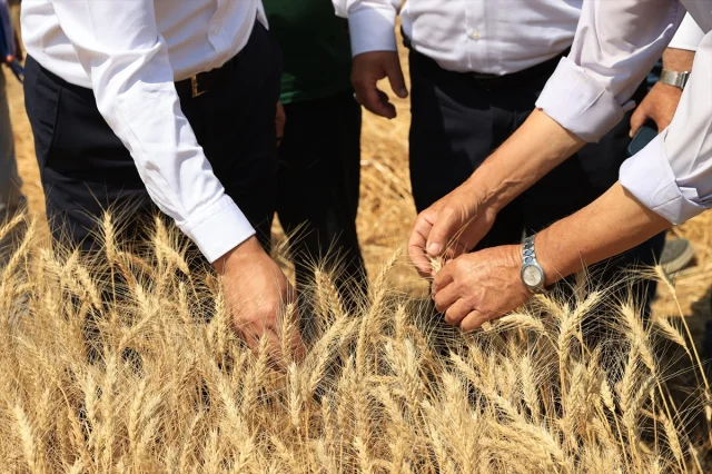 Edirne'nin Verimli Topraklarında Hasat Coşkusu