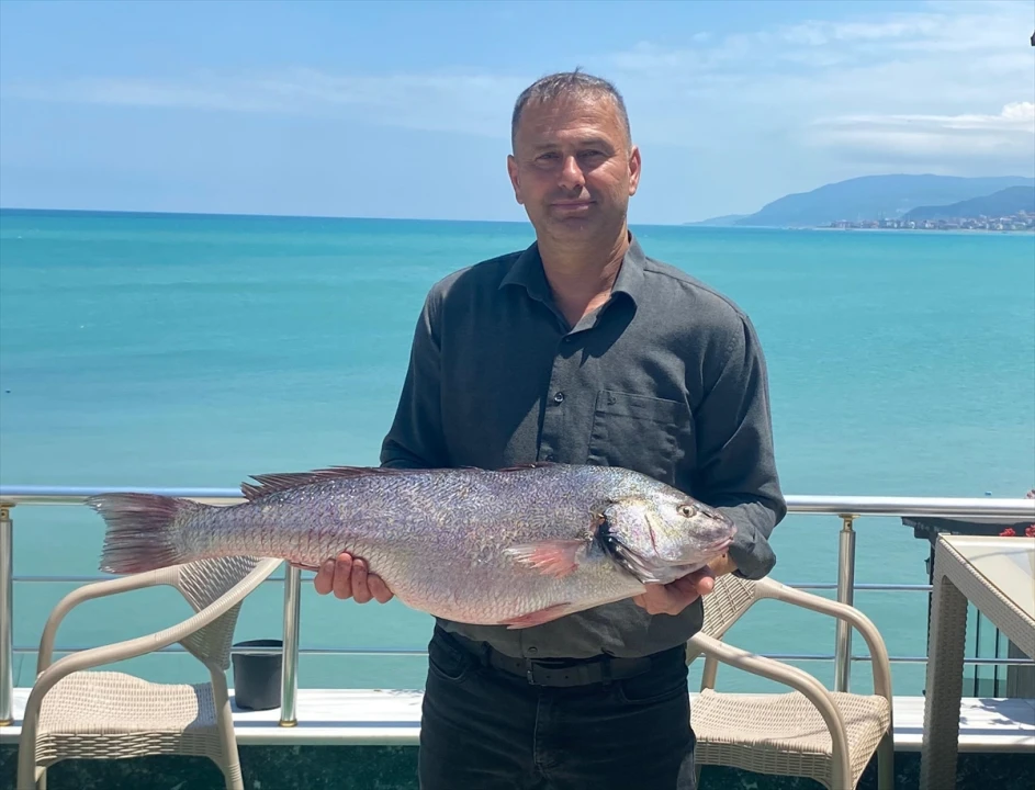 Sinop'ta Dev Beyaz Kötek Balığı Heyecan Yarattı