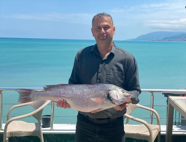 Sinop'ta Dev Beyaz Kötek Balığı Heyecan Yarattı