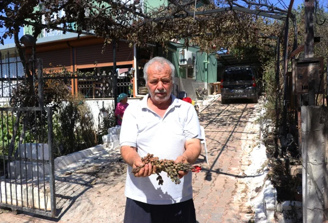 Seferihisar'da Yangın Faciadan Dönüştü: Yaşlı Çift ve Tavukları Kurtuldu