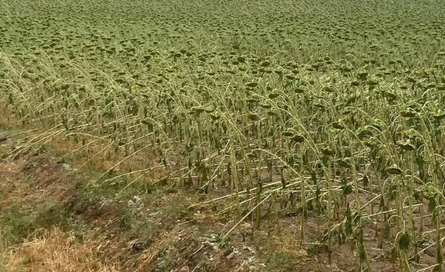 Tekirdağ'da Dolu Ekili Alanlara ve Arı Kovanlarına Zarar Ver...