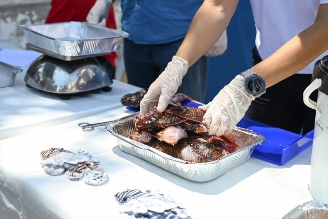 Antalya'da Denizlerin Koruyucu Kahramanları: Aslan Balığı Av...