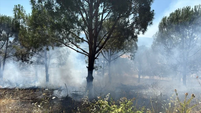Bursa'da Ağaçlandırma Sahasındaki Yangın Başarıyla Söndürüldü