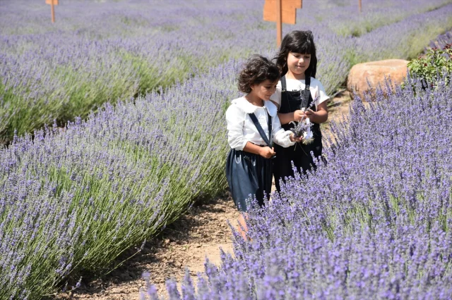 Karatay Lavanta Bahçesi 2023 Sezonunda Kapılarını Açtı