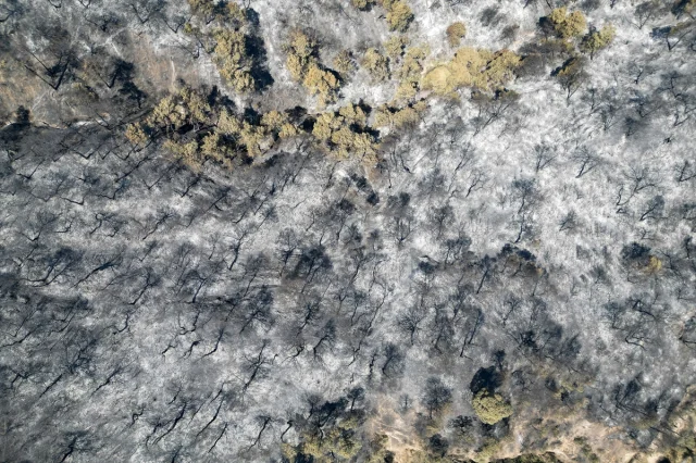 Manisa'da Orman Yangınları Yeniden Gündemde: Hangi Adımlar Atılıyor?