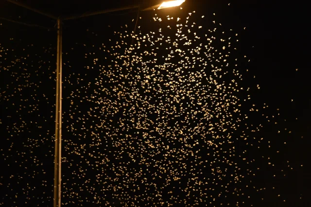 Sakarya'da Ölüme İniş Yapan Birgün Sinekleri Zor Anlar Yaşat...