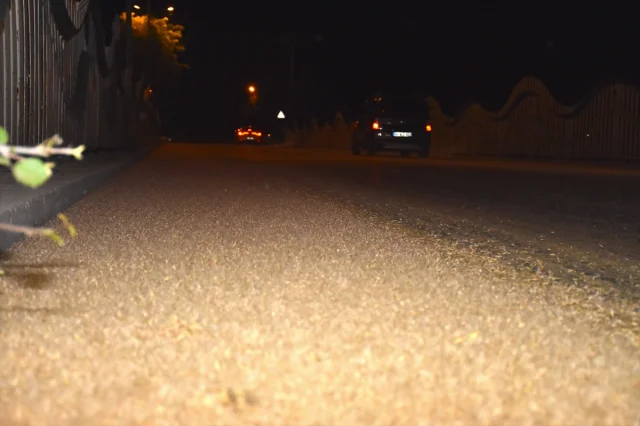 Sakarya'da Ölüme İniş Yapan Birgün Sinekleri Zor Anlar Yaşattı